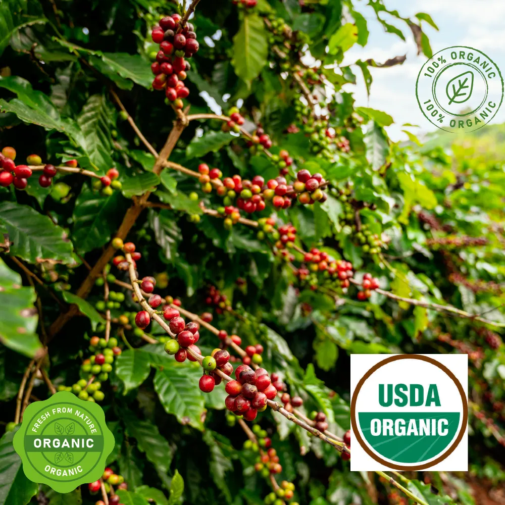 A picture of a coffee tree and coffee cherries with various organic labels.